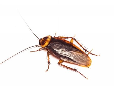 American Cockroach Pest Control