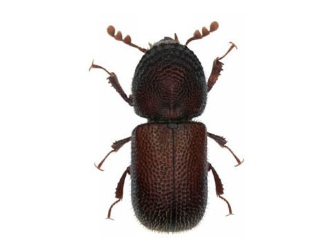Augur Beetle Pest Control