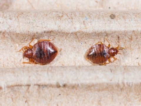 Bed Bugs Pest Control Toronto