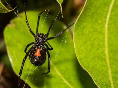 Black Widow Spider Bottom View