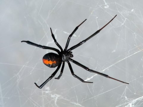 Black Widow Spider Top View