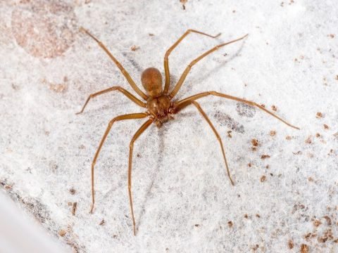 Brown Recluse Spider Pest Control