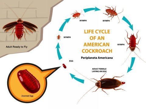 Cockroach Life Cycle