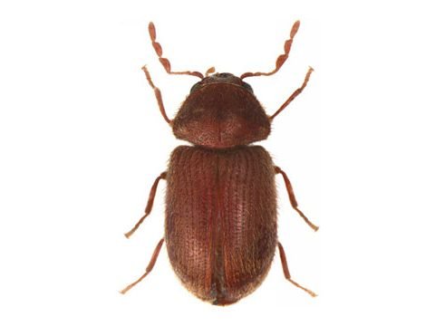 Drugstore Beetle Pest Control
