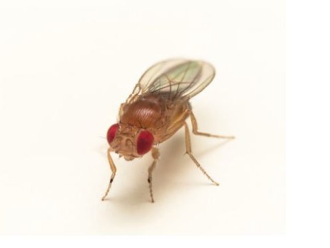 Fruit Fly Pest Control