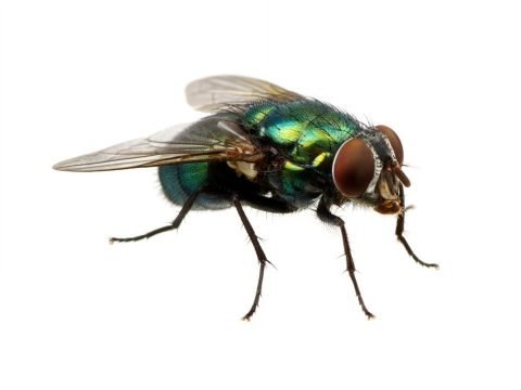 Green Bottle Fly Pest Control Services