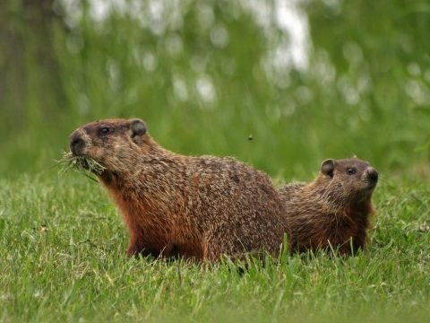 Groundhogs Wild Life