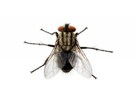 House Fly Pest Control Services