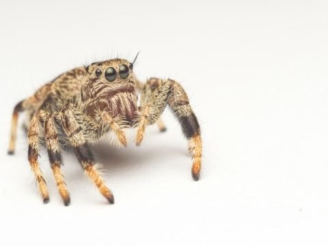 Jumping Spider Pest Control