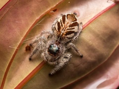 Jumping Spider Pest Control