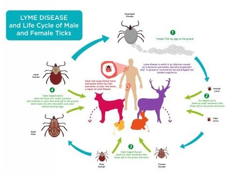 Lyme Disease Life Cycle