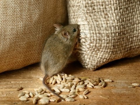 Mice pest control expert