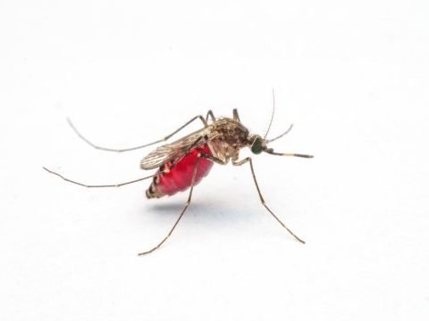 Mosquito Bite Pest Control
