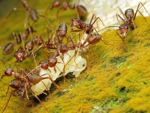 Pharaoh Ants Pest Control