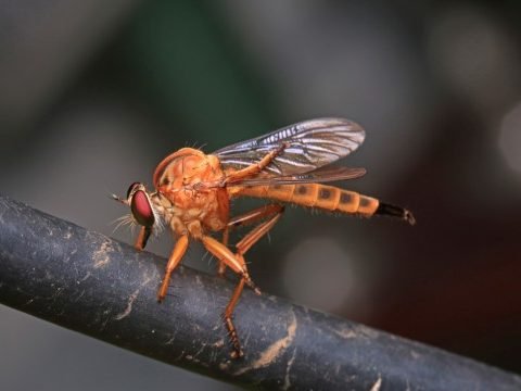 Phorid Fly Pest Control
