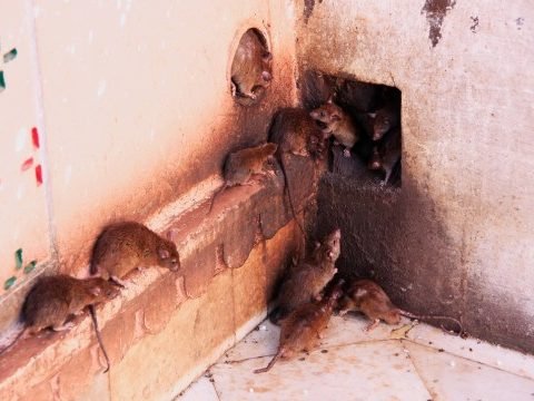 Rats Pest Control Services