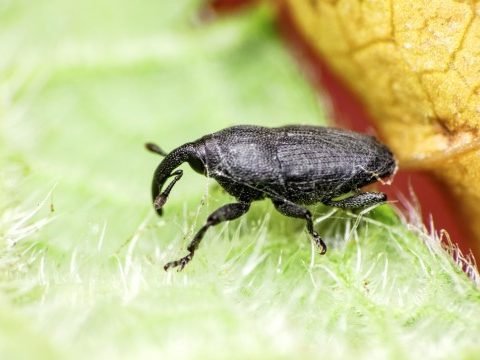 Small Black Nose Weevil pest Control