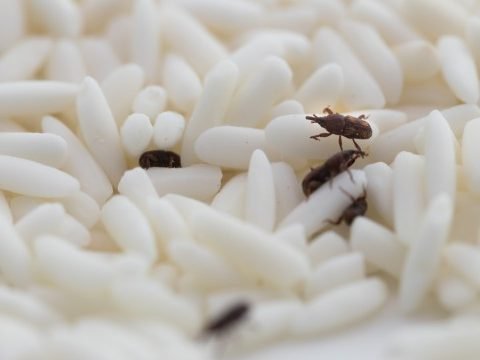 White Rice Beetle Pest Control
