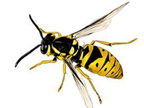 Wasps Nest Removal Services