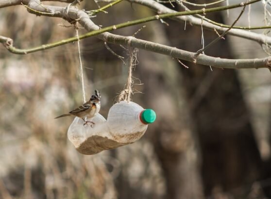 Can Birds Carry Hantavirus