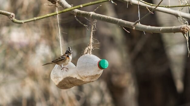 Can Birds Carry Hantavirus