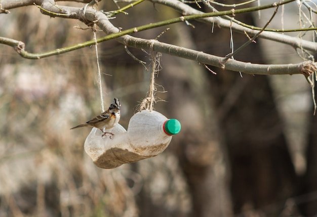 Can Birds Carry Hantavirus