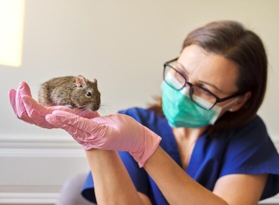 Do All Rodents Carry Hantavirus